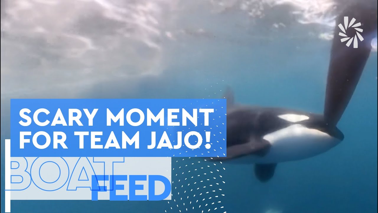 ORCA ENCOUNTER AT GIBRALTAR FOR TEAM JAJO | The Ocean Race