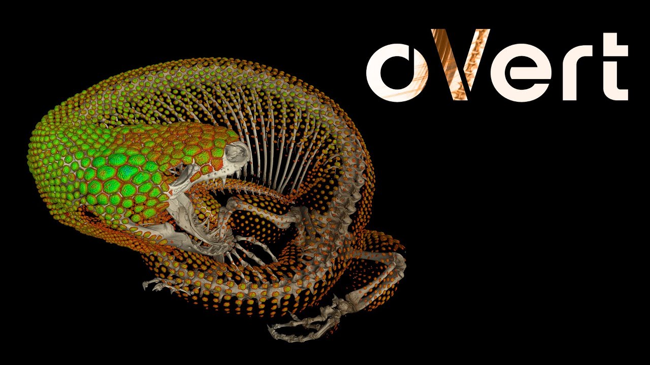 Scientists CT scanned thousands of natural history specimens, which you can access for free