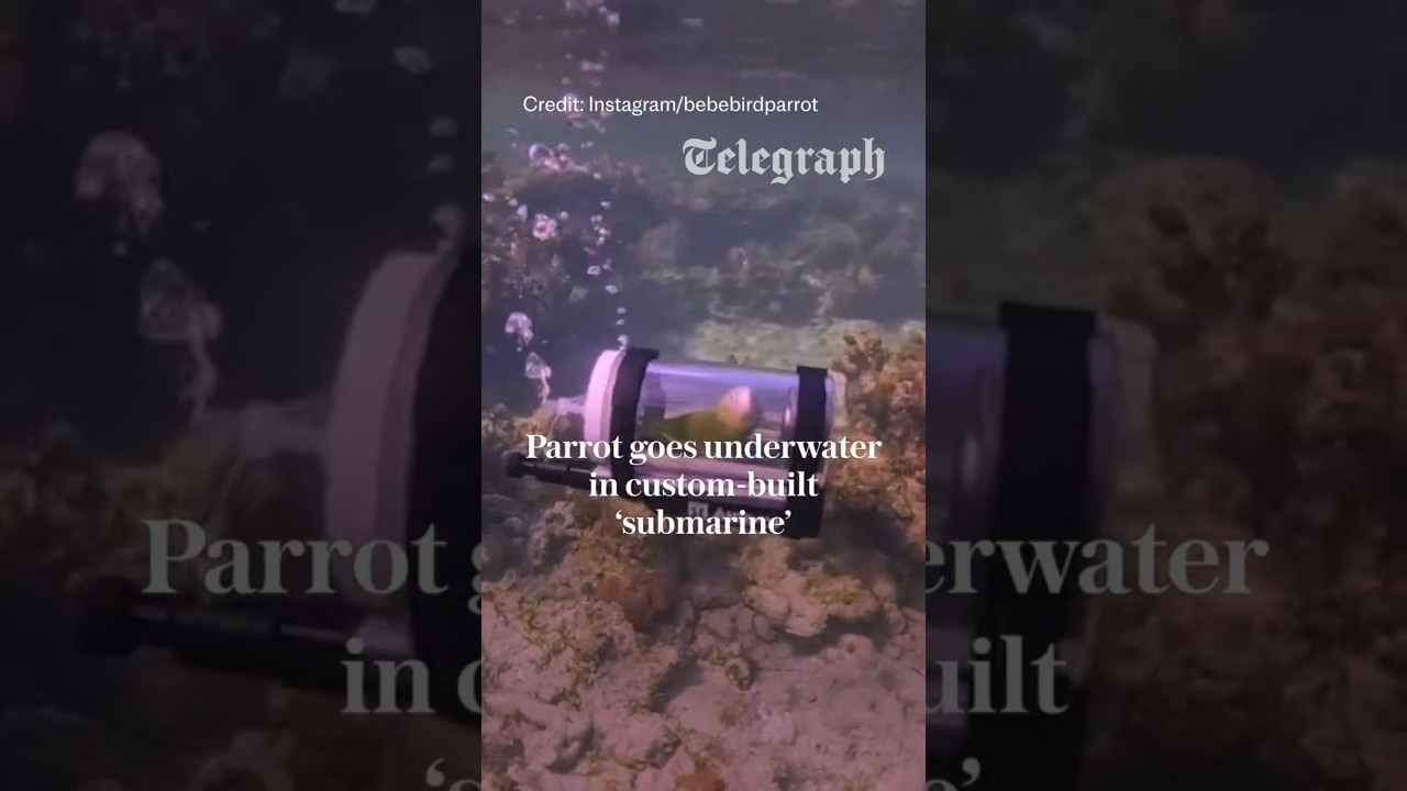 Parrot goes underwater in custom-built ‘submarine’
