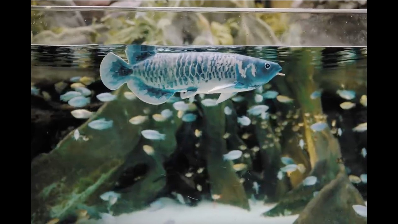 Bionic Arowana