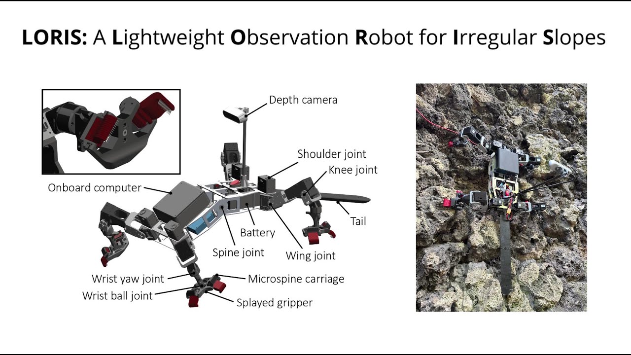 LORIS: A Lightweight Free-Climbing Robot for Extreme Terrain Exploration