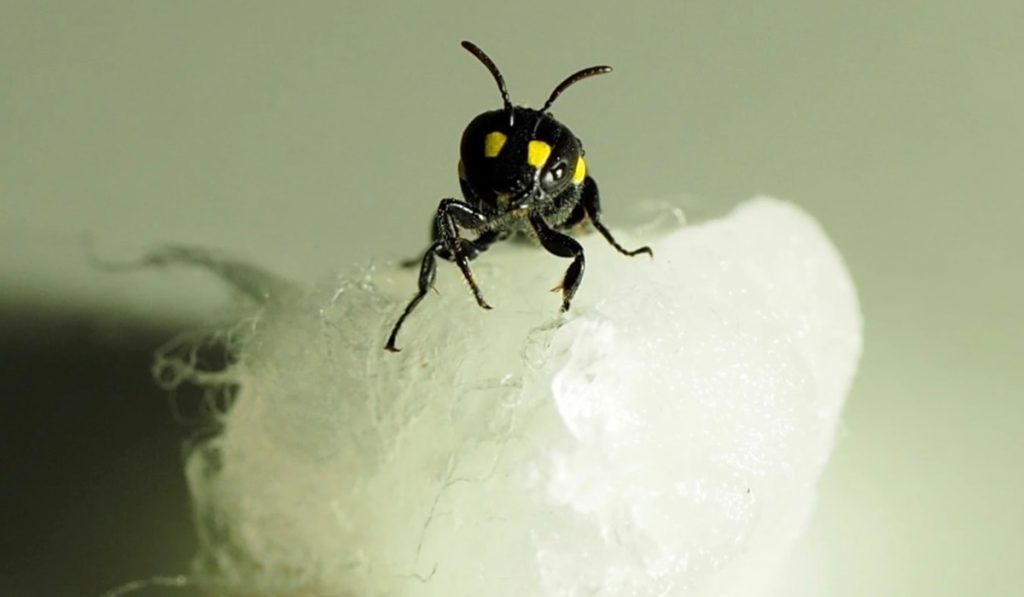 Новозеландская Humble Bee Bio использует пчел для создания биопластика