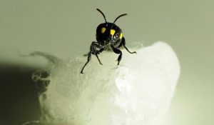 Новозеландская Humble Bee Bio использует пчел для создания биопластика Новозеландская Humble Bee Bio использует пчел для создания биопластика