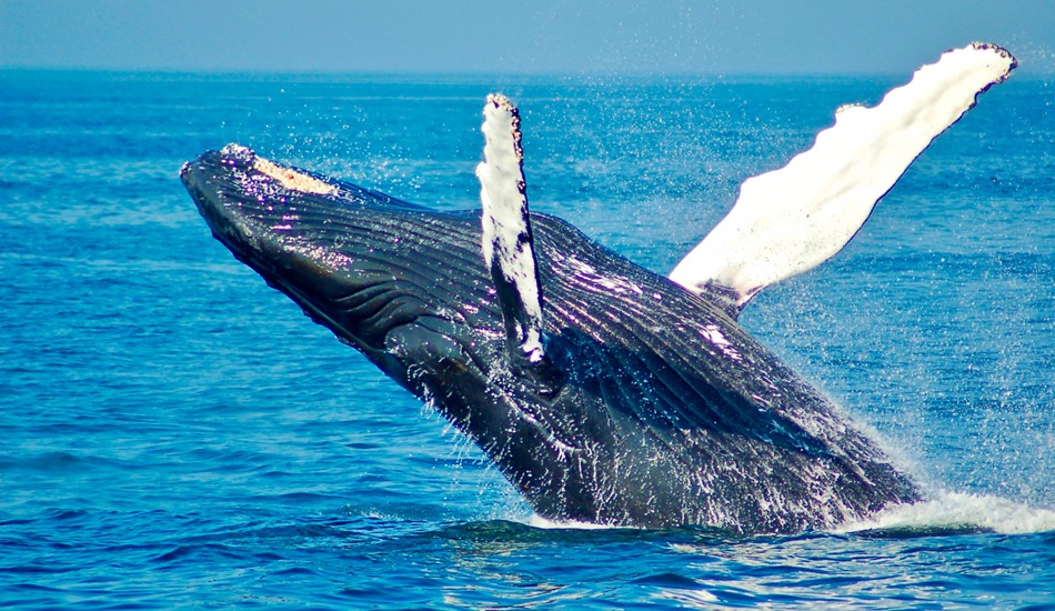 Из моря на сушу и обратно – ученые исследуют ДНК китов и нашли их наземных родственников