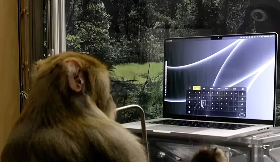 Мартышкин труд. Стартап Илона Маска Neuralink научил обезьяну печатать силой мысли