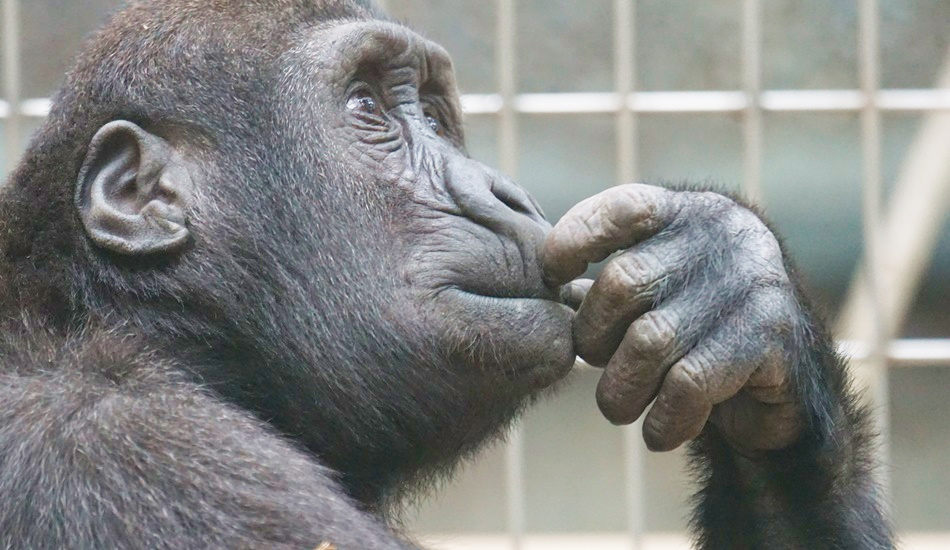 Люди способны распознавать и понимать жесты шимпанзе и бонобо