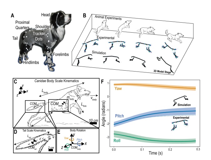 Не стабилизатор, а устройство связи – ученые изучили функции собачьего хвоста