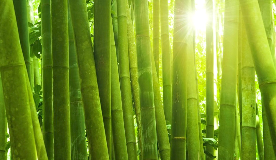 Ученые создали огнеупорный и водонепроницаемый бамбук