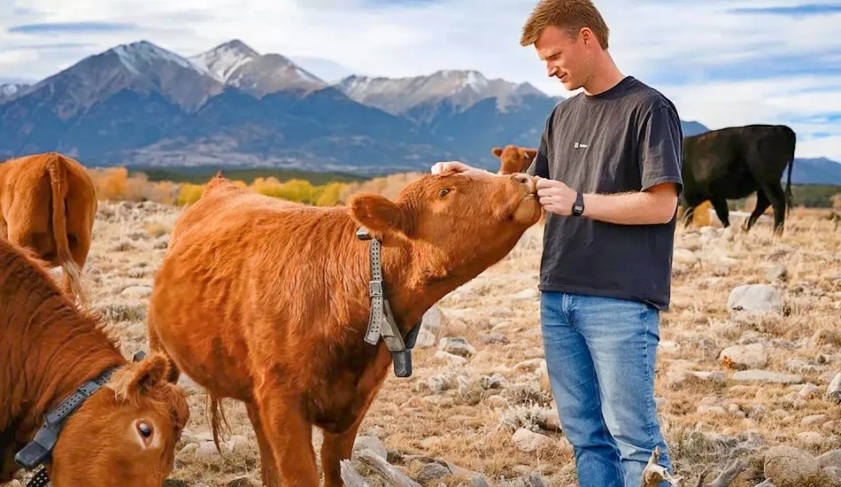 ошейники для коров